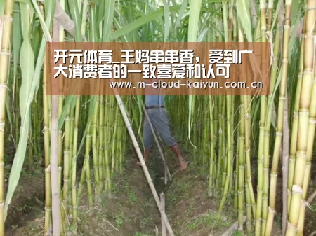 开云体育官网